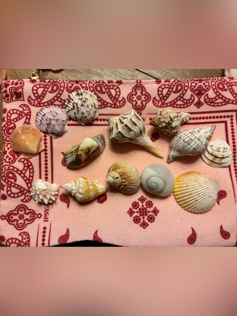 Help my Honey Pay for dinner shell Bag 🐚🐚😍❤️